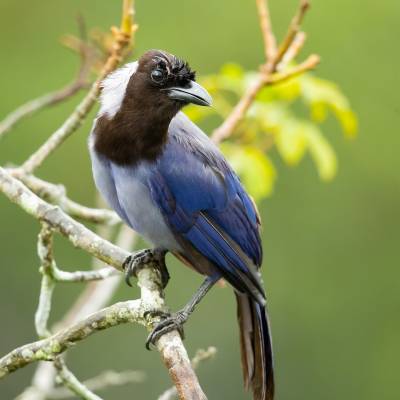 Violaceous jay