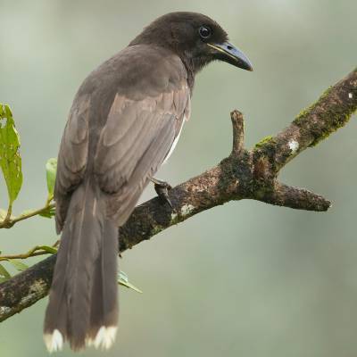 Brown jay