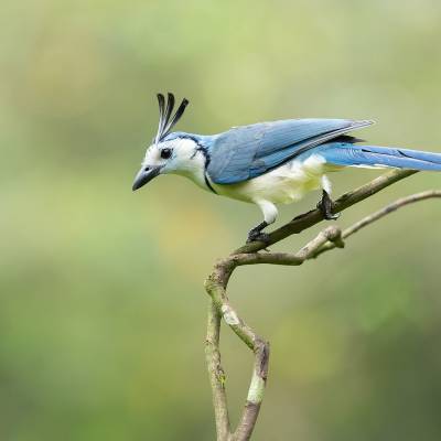 White-throated magpie-jay