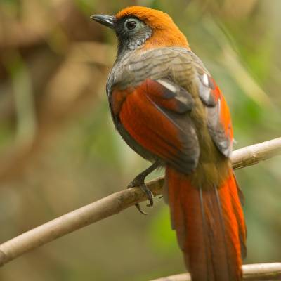 Red-tailed laughingthrush