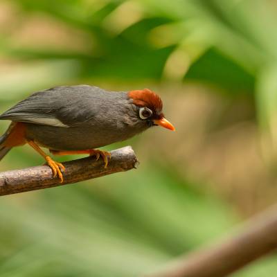 Chestnut-capped laughingthrush