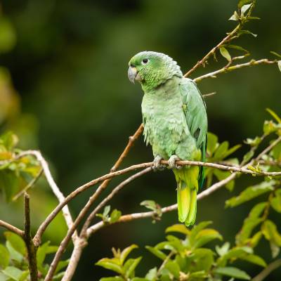 Southern mealy amazon