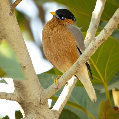 Brahminy starling