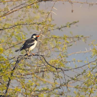 Indian pied myna