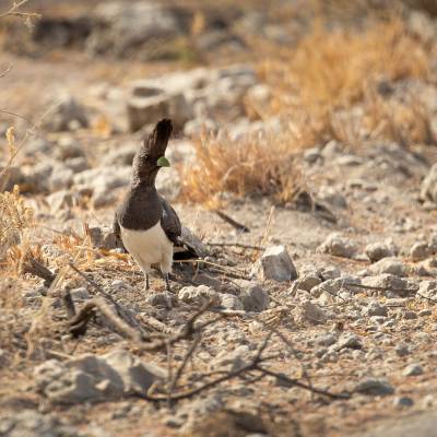 White-bellied go-away-bird