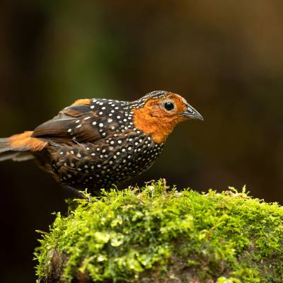 Ocellated tapaculo