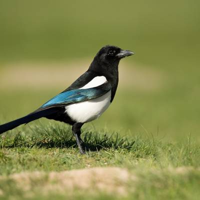 Eurasian magpie