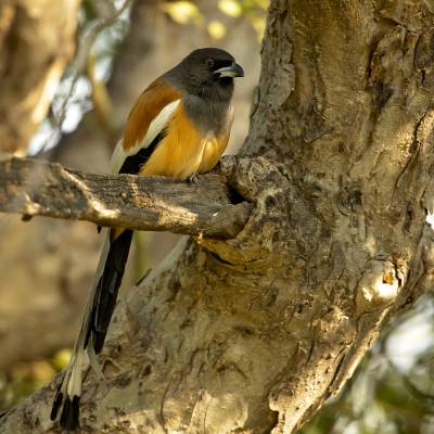 Rufous treepie