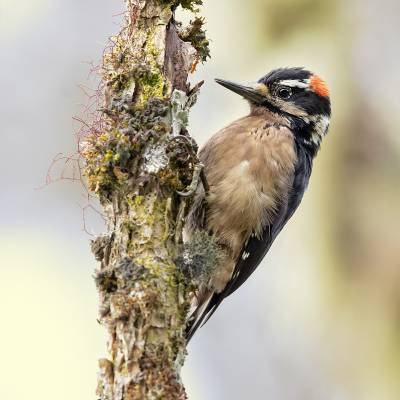 Hairy woodpecker