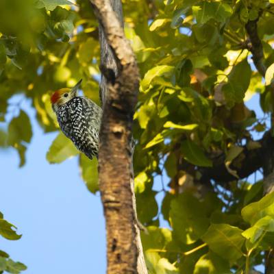 Yellow-crowned woodpecker