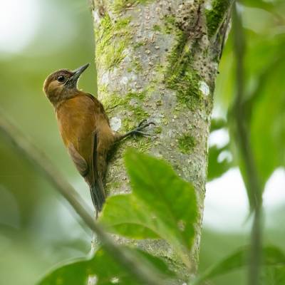 Smoky-brown woodpecker