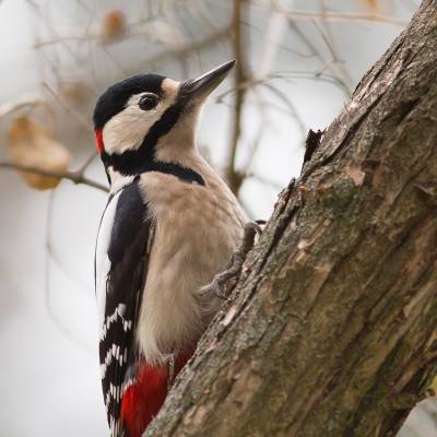 Great spotted woodpecker