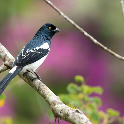 Magpie tanager