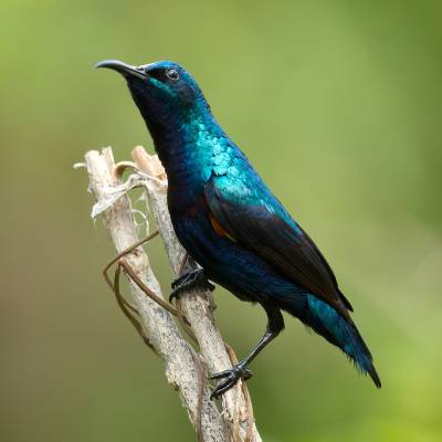 Purple sunbird