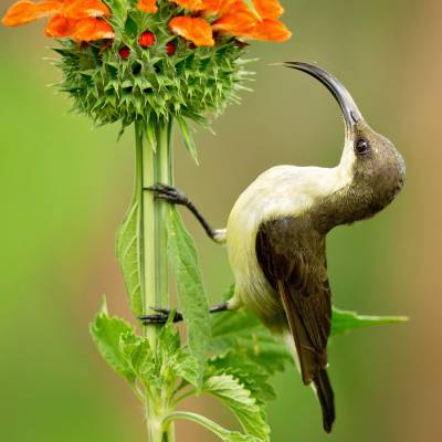 Loten's sunbird