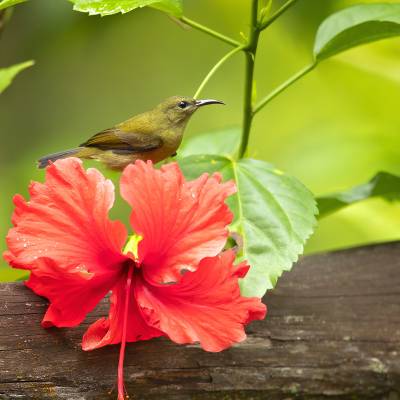 Van Hasselt's sunbird