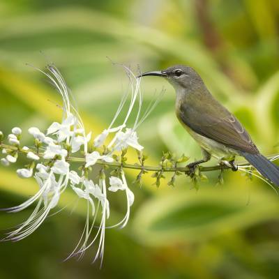 Grey sunbird