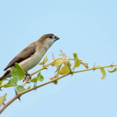 Indian silverbill