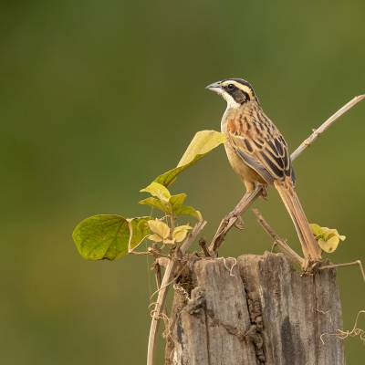 Stripe-headed sparrow