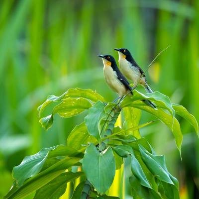 Black-capped donacobius