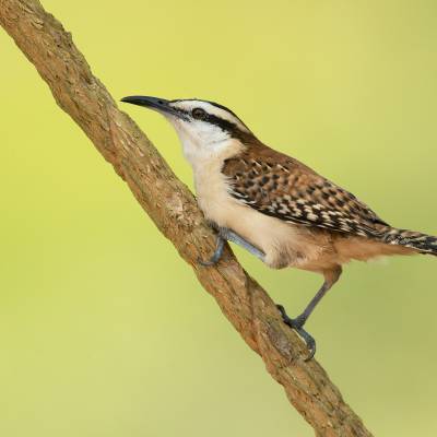 Rufous-naped wren