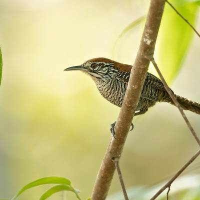 Riverside wren