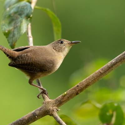 House wren