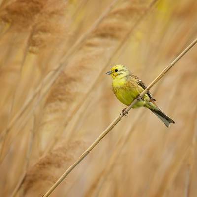 Yellowhammer