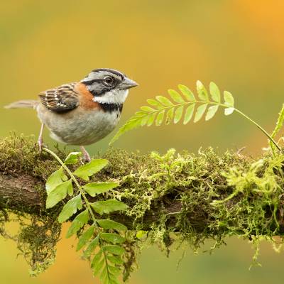 Rufous-collared sparrow