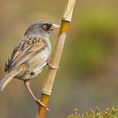 Volcano junco