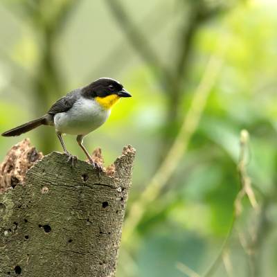 White-naped Brushfinch