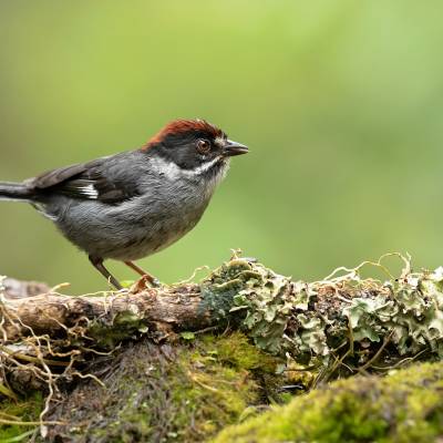 Slaty brushfinch