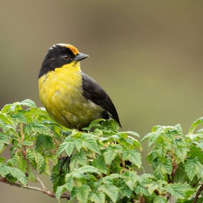 Pale-naped brushfinch