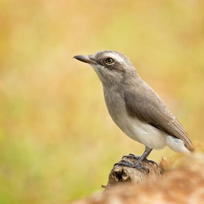 Sri Lanka woodshrike