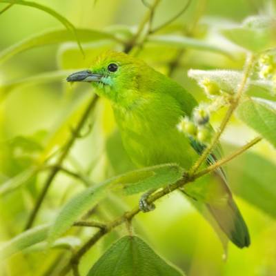 Blue-winged leafbird