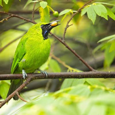 Lesser green leafbird