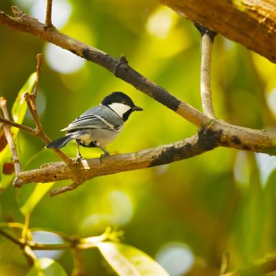 Great tit