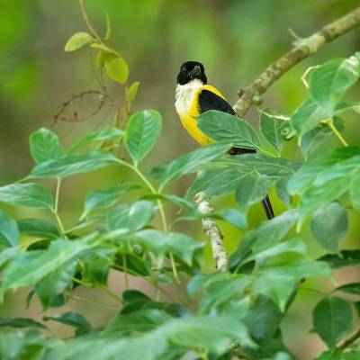 White-throated shrike-tanager