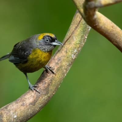 Dusky-faced tanager