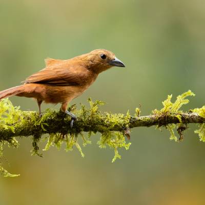 White-lined tanager