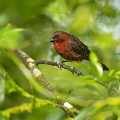 Red-throated ant tanager