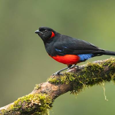 Scarlet-bellied mountain tanager