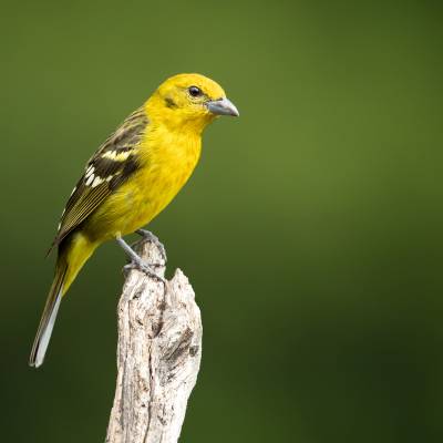 Flame-colored tanager