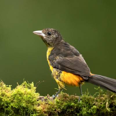 Flame-rumped tanager