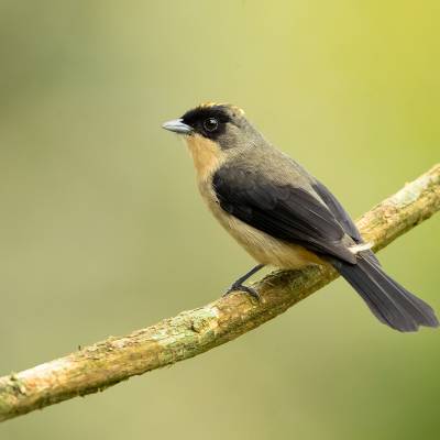 Black-goggled tanager