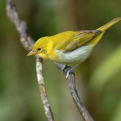 Guira tanager