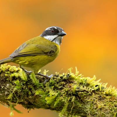 Sooty-capped chlorospingus