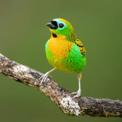 Brassy-breasted tanager