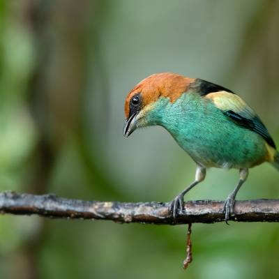 Chestnut-backed tanager