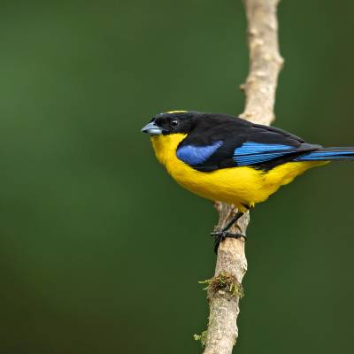 Blue-winged mountain tanager